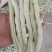 精品四季豆白不老豆角无丝四季豆架豆条直15～25