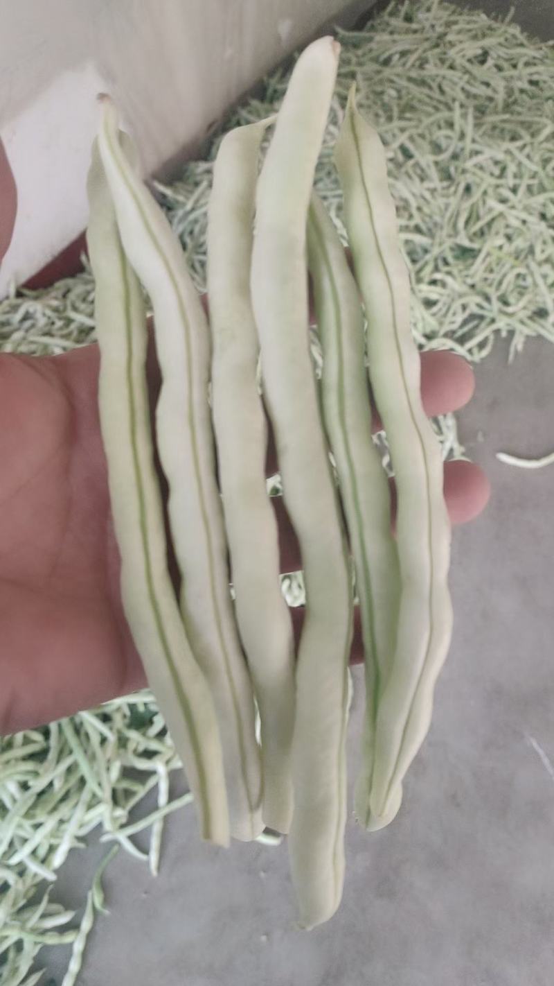 精品四季豆白不老豆角无丝四季豆架豆条直15～25