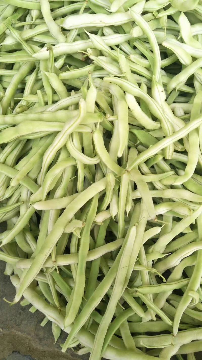 精品四季豆白不老豆角无丝四季豆架豆条直15～25