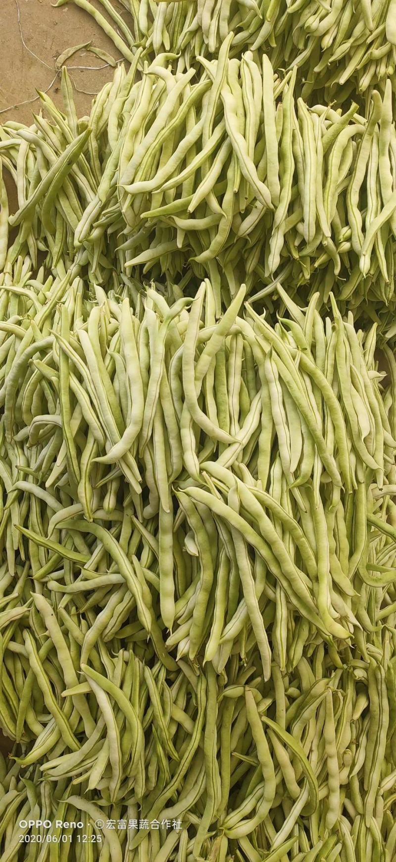 精品四季豆白不老豆角无丝四季豆架豆条直15～25