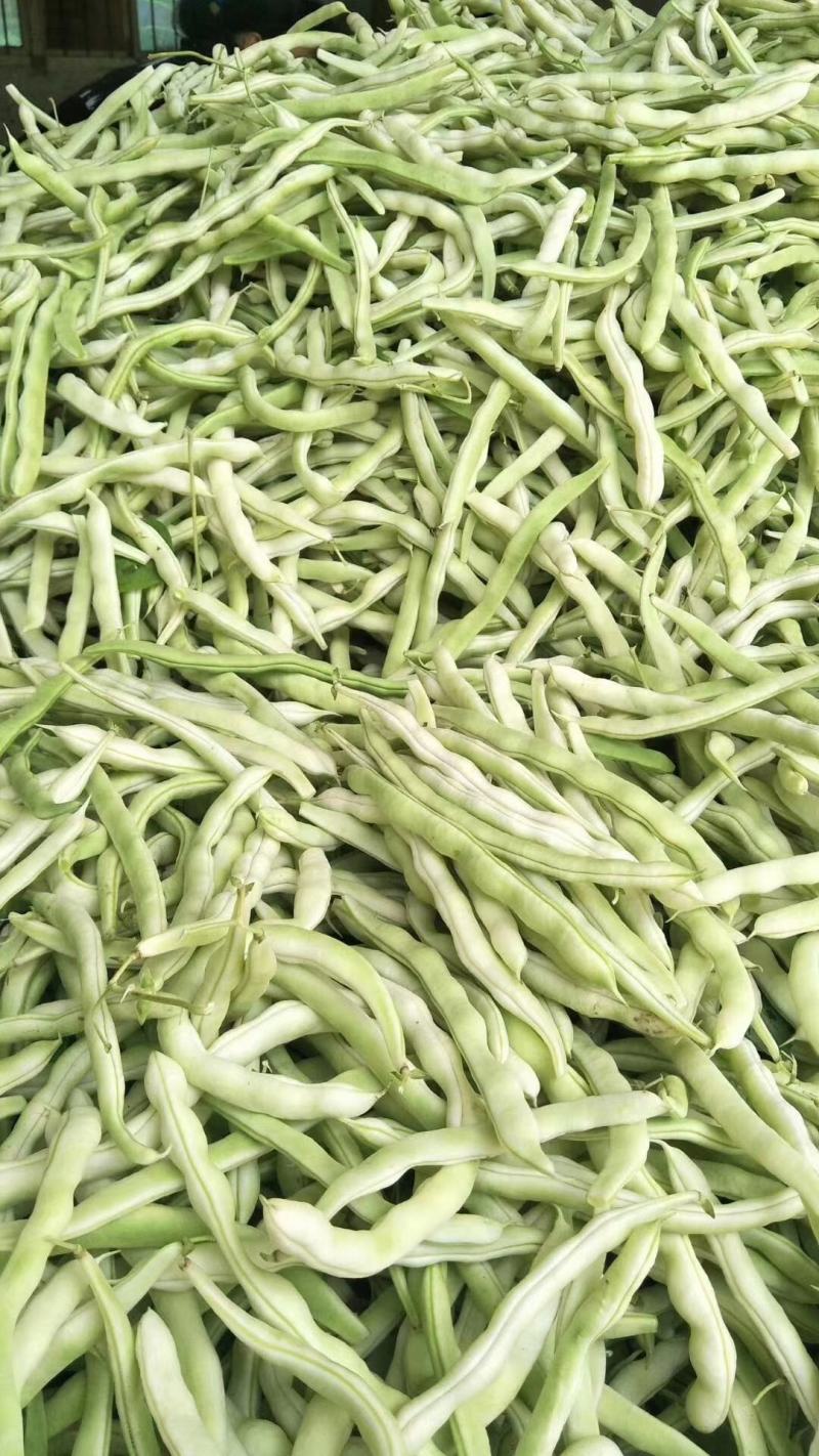精品四季豆白不老豆角无丝四季豆架豆条直15～25