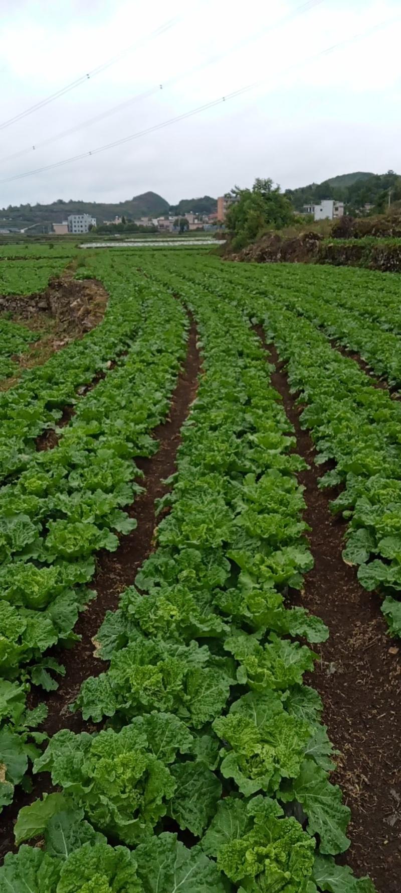 贵州高山（麻叶菜）现已上市三十亩可以砍，现在的老板联系。