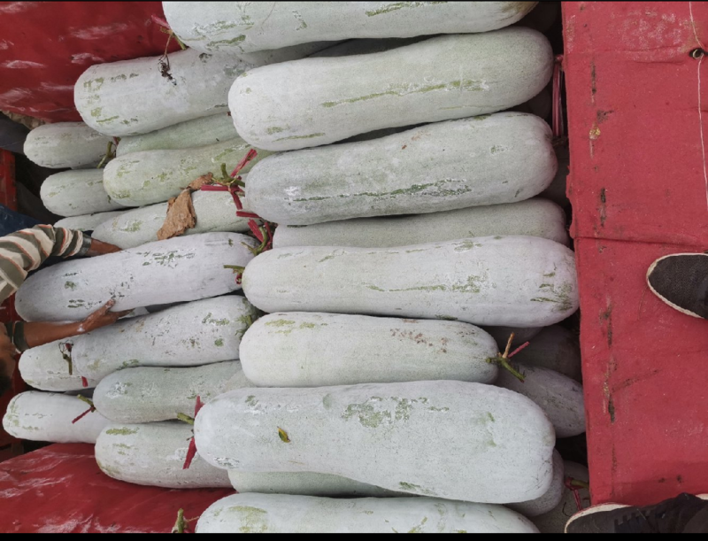 芜湖白皮冬瓜，长白条，条型直，上粉均匀，产地直发，品质优