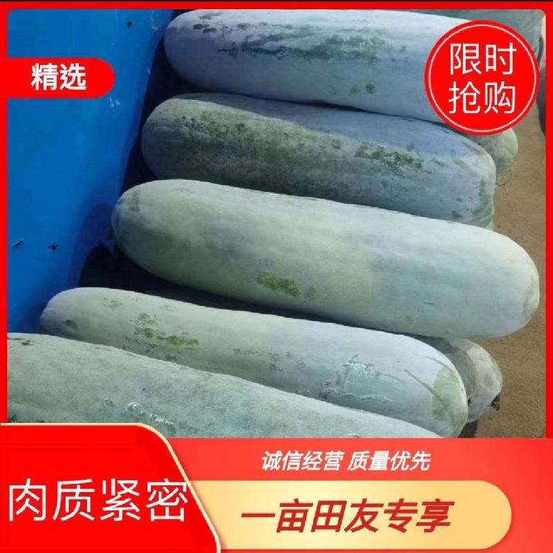 芜湖白皮冬瓜，长白条，条型直，上粉均匀，产地直发，品质优