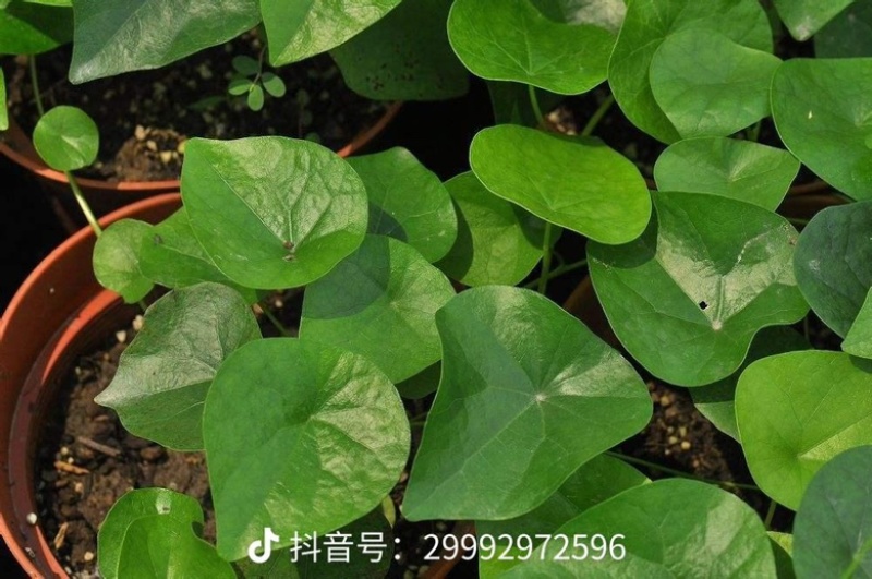 千金藤