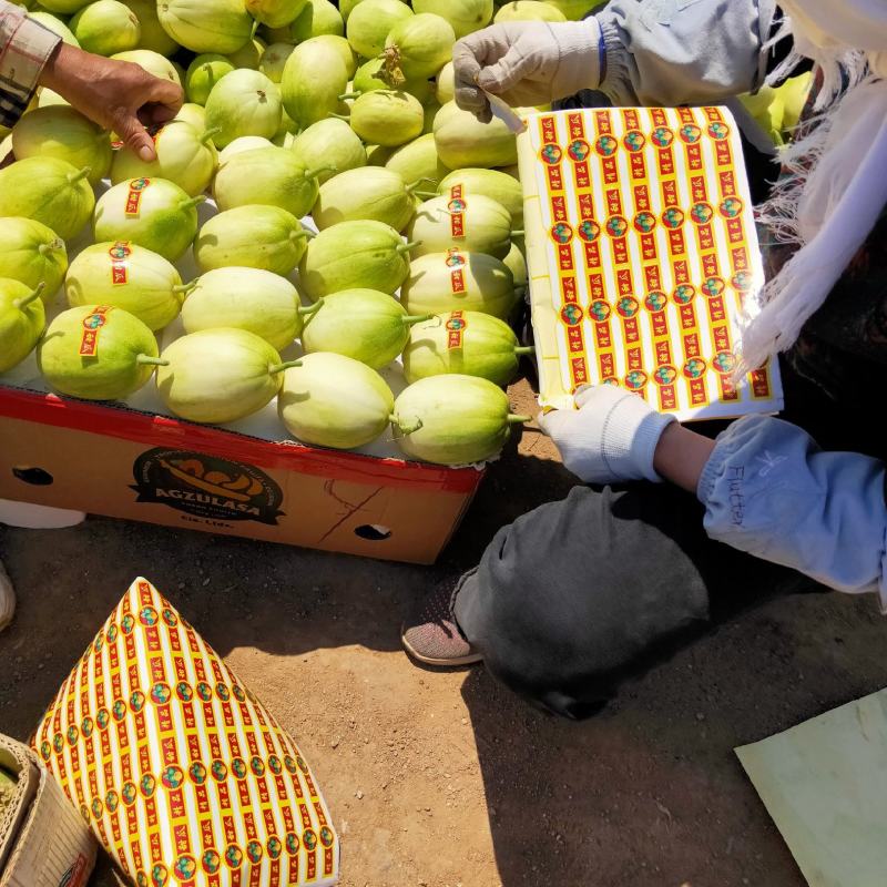 辽宁精品优质甜瓜大量上市货源充足欢迎实地考察看货
