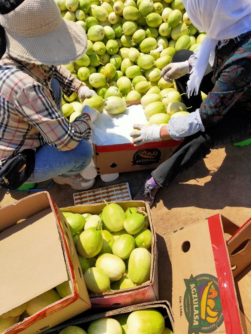 辽宁精品优质甜瓜大量上市货源充足欢迎实地考察看货