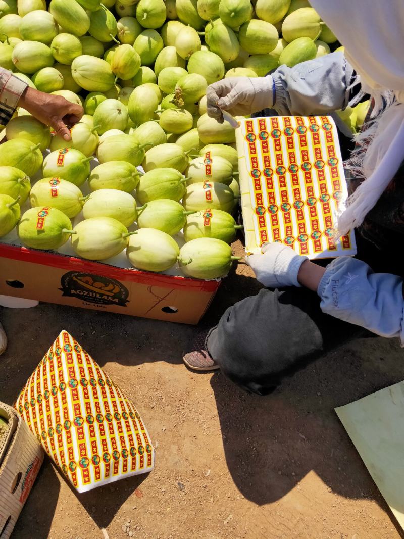 辽宁精品优质甜瓜大量上市货源充足欢迎实地考察看货