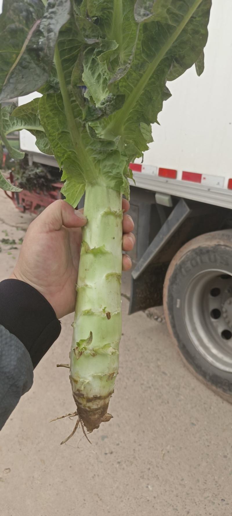 莴苣