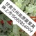 莴苣