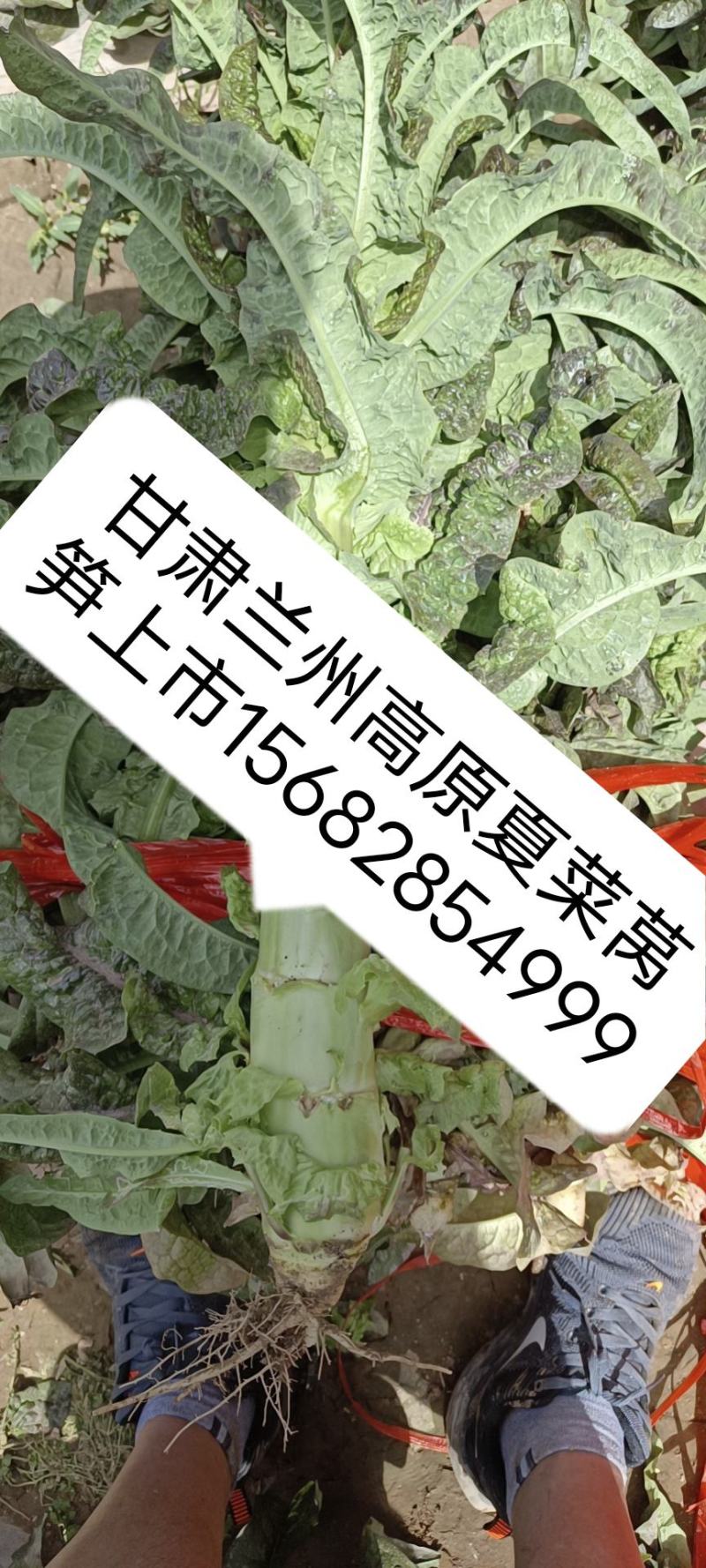 莴苣