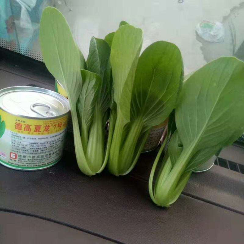 德高菜种子夏龙7号青梗菜种子耐热耐湿抗热夏秋蔬菜种子抗病