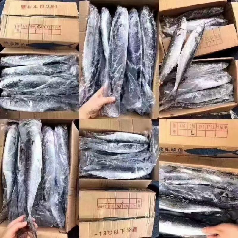 单冻马鲛鱼鲅鱼8两-1斤/条饭店烧烤店自助餐厅火锅店专用