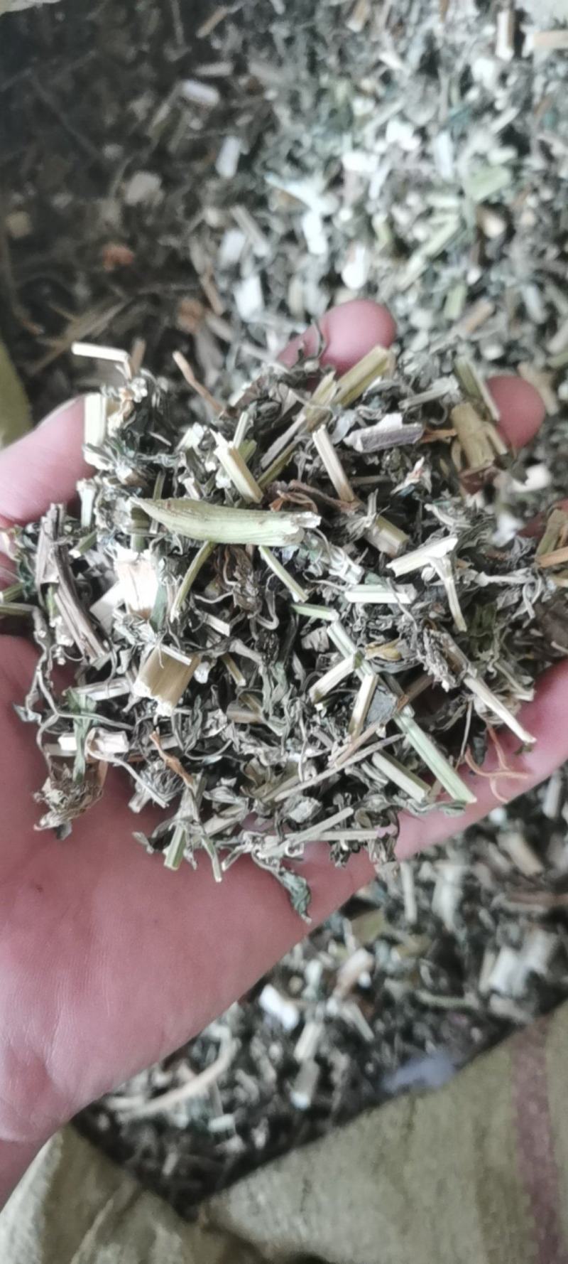 益母草全颗切段