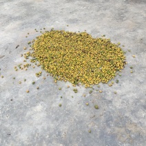 新鲜奉节枳实