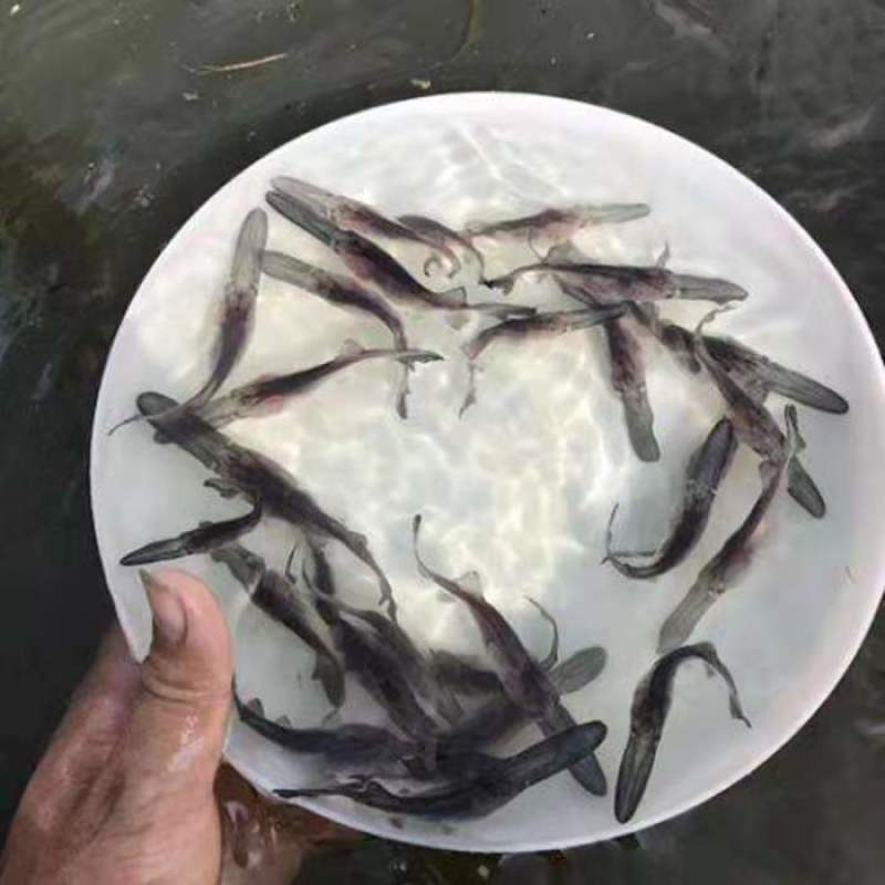 广西鸭嘴鱼苗淡水人工养殖活体鸭嘴鱼苗成活率高
