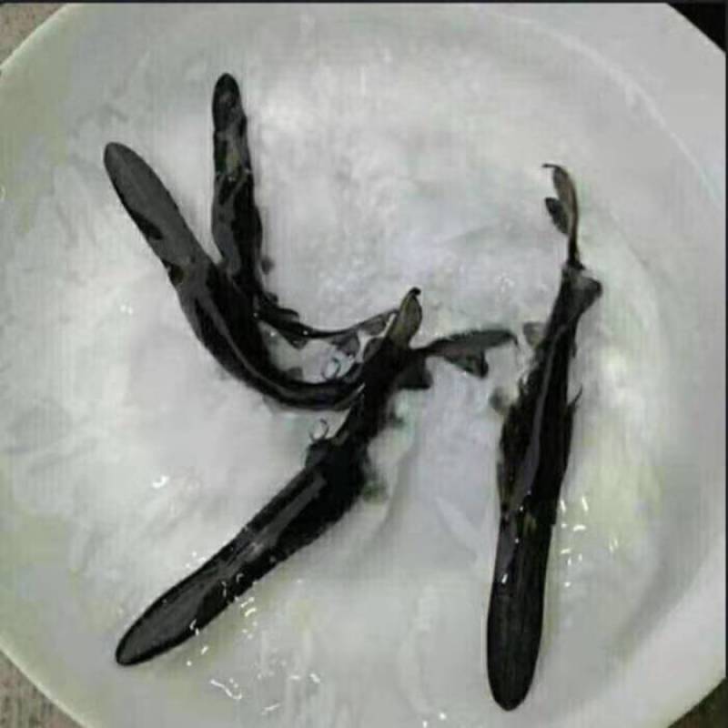 广西鸭嘴鱼苗淡水人工养殖活体鸭嘴鱼苗成活率高
