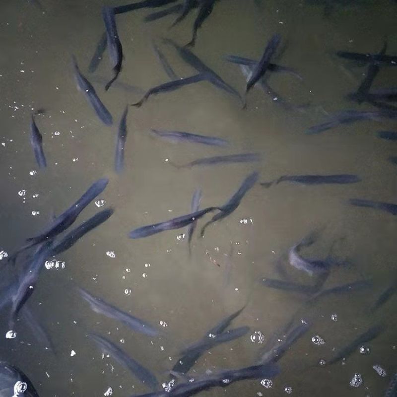 广西鸭嘴鱼苗淡水人工养殖活体鸭嘴鱼苗成活率高