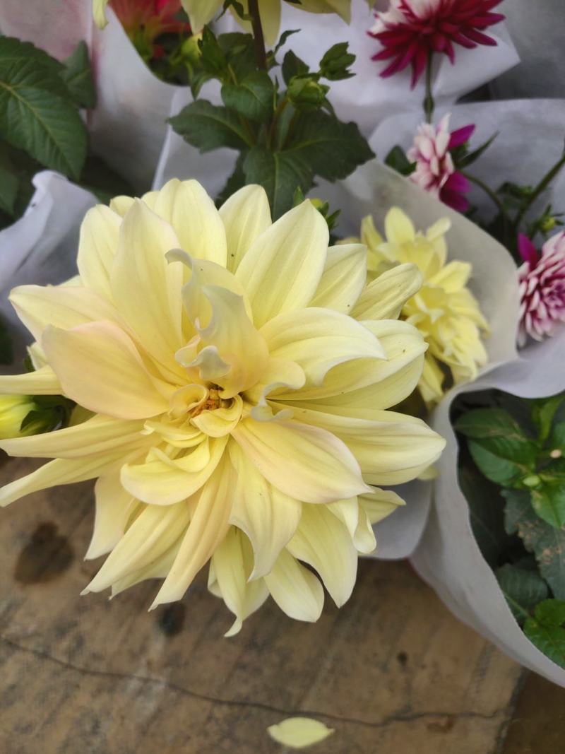 进口重瓣大丽花种球特大大丽花盆栽庭院阳台室内盆栽地瓜花
