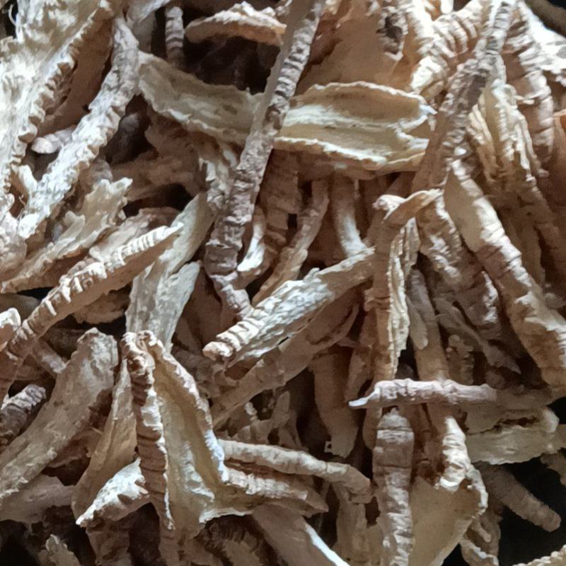 一手货源山海螺，品质保证，量大从优