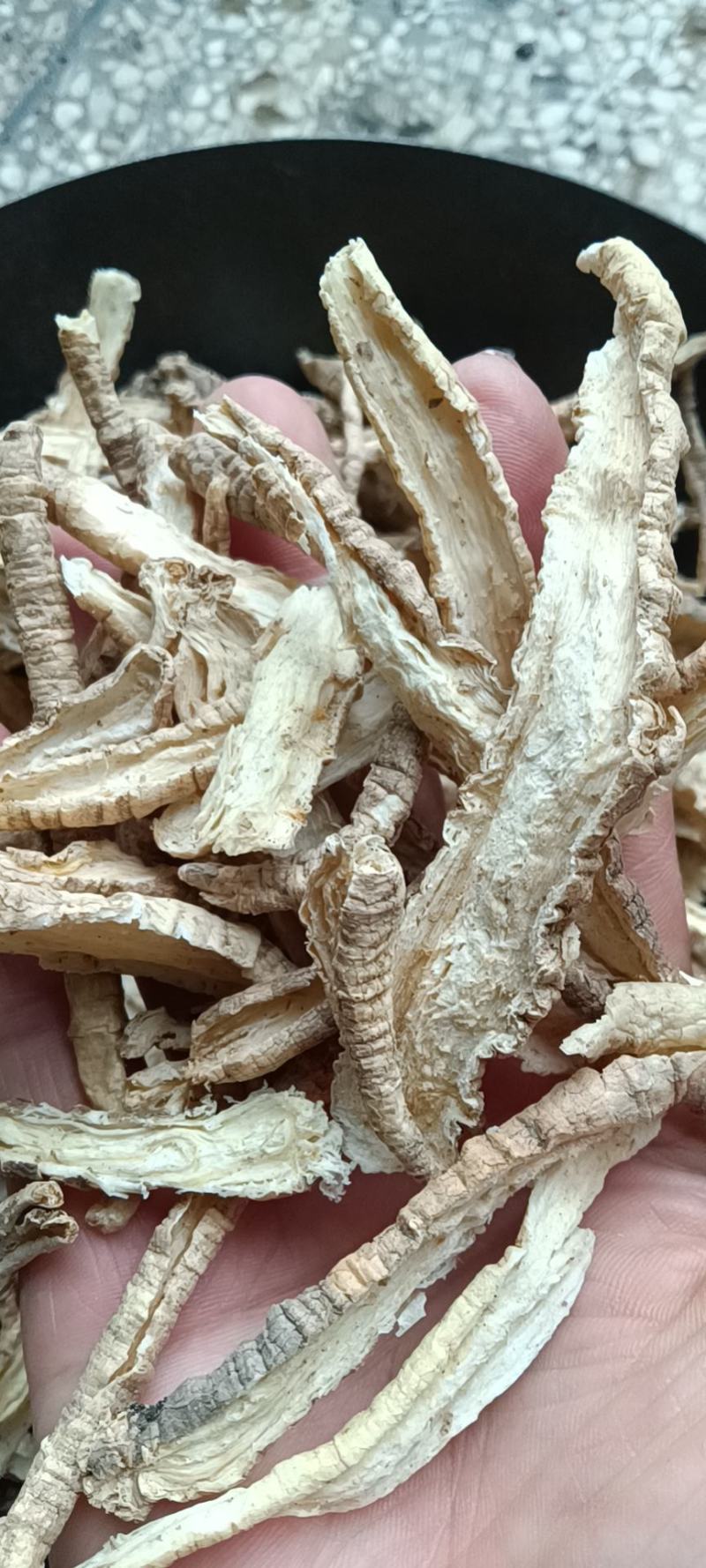 一手货源山海螺，品质保证，量大从优
