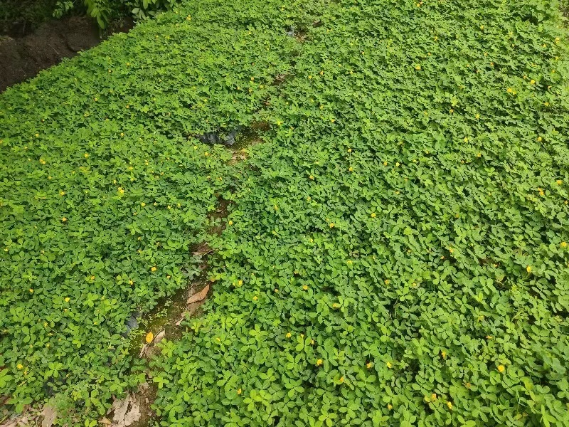 小袋花生草大量出售