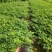 小袋花生草大量出售