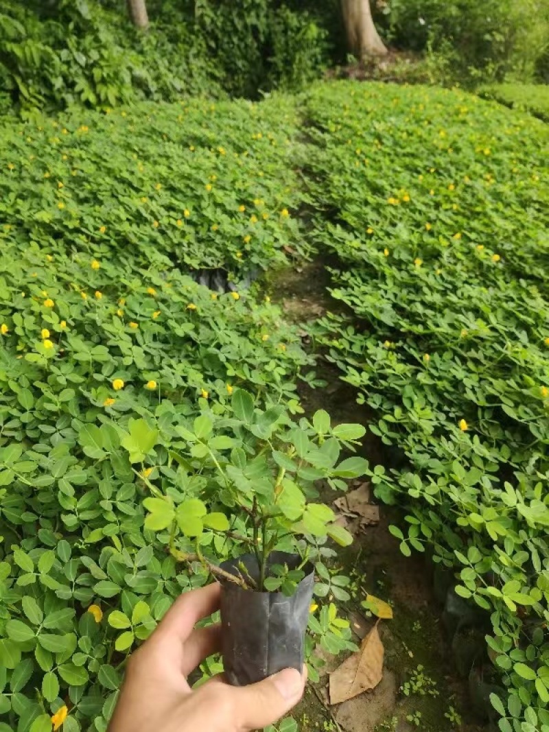 小袋花生草大量出售