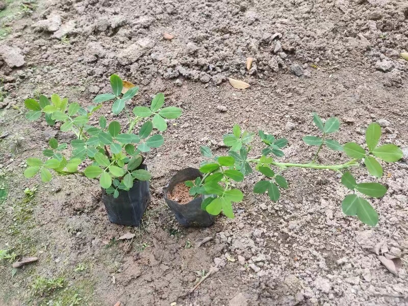 小袋花生草大量出售