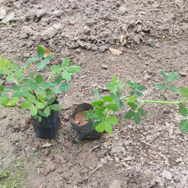 小袋花生草大量出售