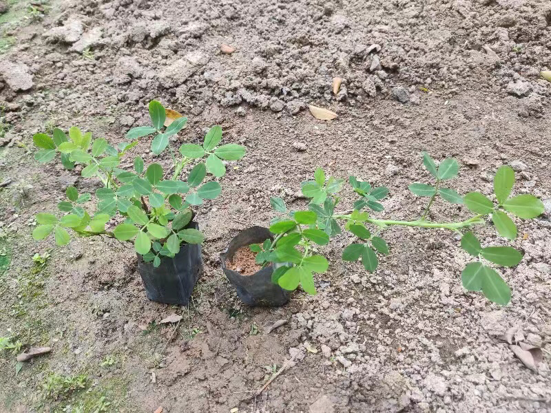 小袋花生草大量出售
