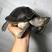 亚洲巨龟背甲23-26亚巨龟青菜龟素食龟招财龟