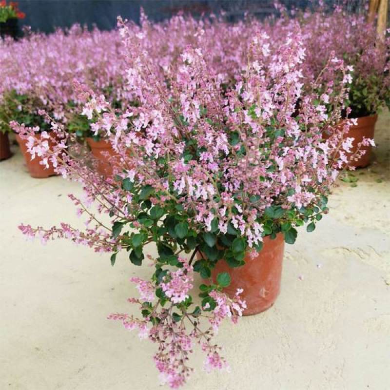 香妃草盆栽带花苞成品大苗阳台庭院窗台驱蚊植物四季常青花卉