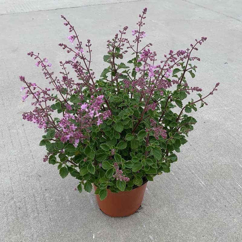 香妃草盆栽带花苞成品大苗阳台庭院窗台驱蚊植物四季常青花卉