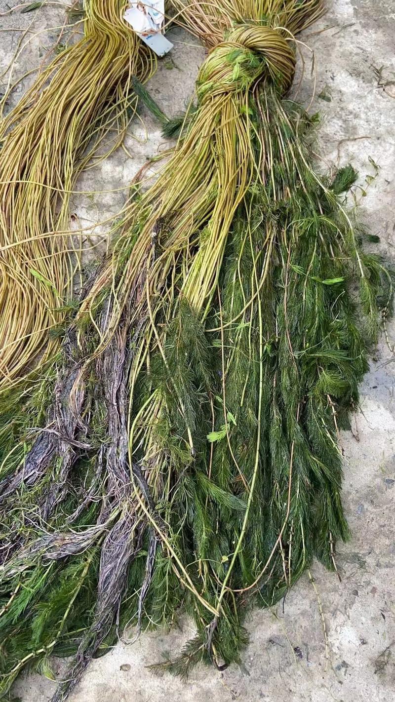 伊乐藻，金鱼藻，黑藻，眼子菜量大从优打造水下森林