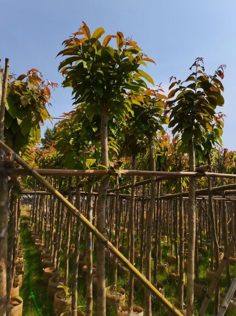 大叶紫薇5～6公分大量出售