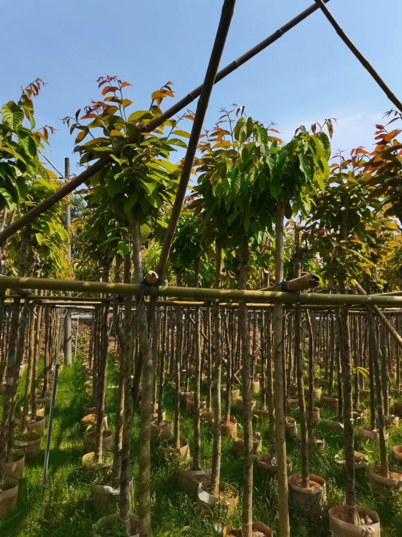 大叶紫薇5～6公分大量出售
