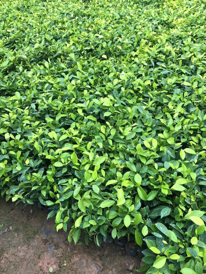 大量七斤袋黄榕出售
