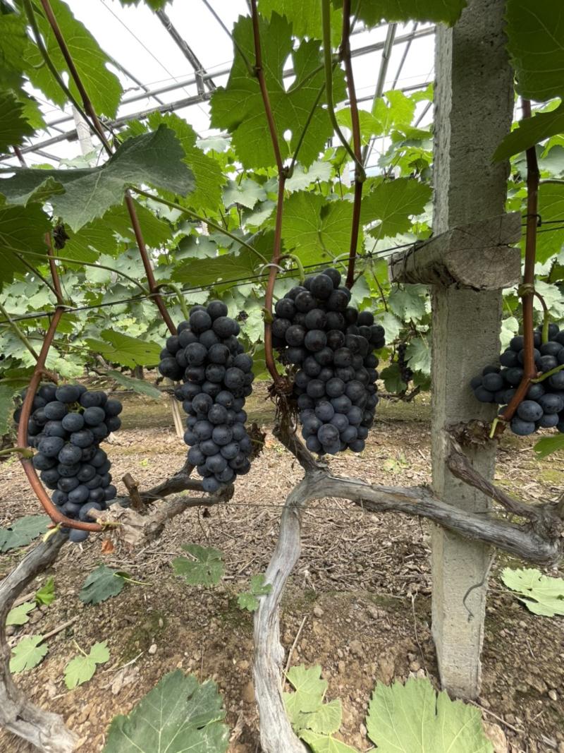 夏黑葡萄大量上市，千亩大园。寻求客户待嫁