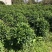 大量非洲茉莉球80至2米高出售