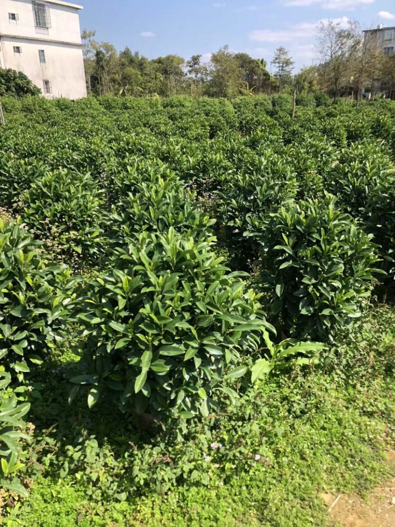 大量非洲茉莉球80至2米高出售