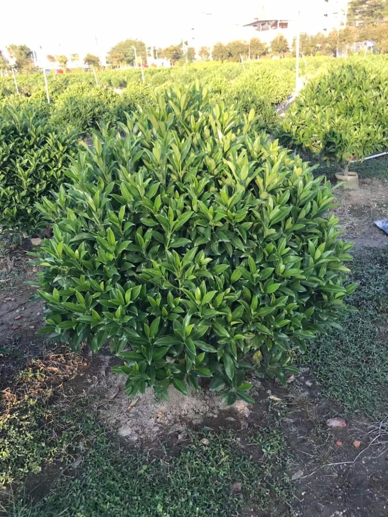大量非洲茉莉球80至2米高出售