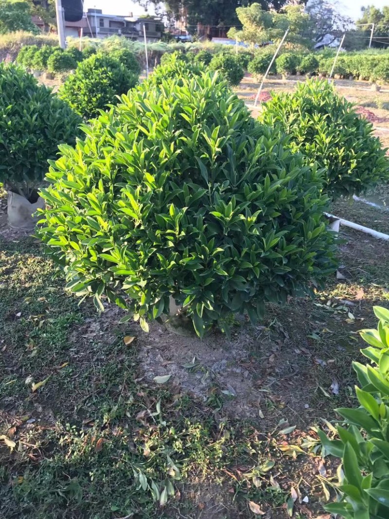 大量非洲茉莉球80至2米高出售