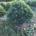 大量非洲茉莉球80至2米高出售