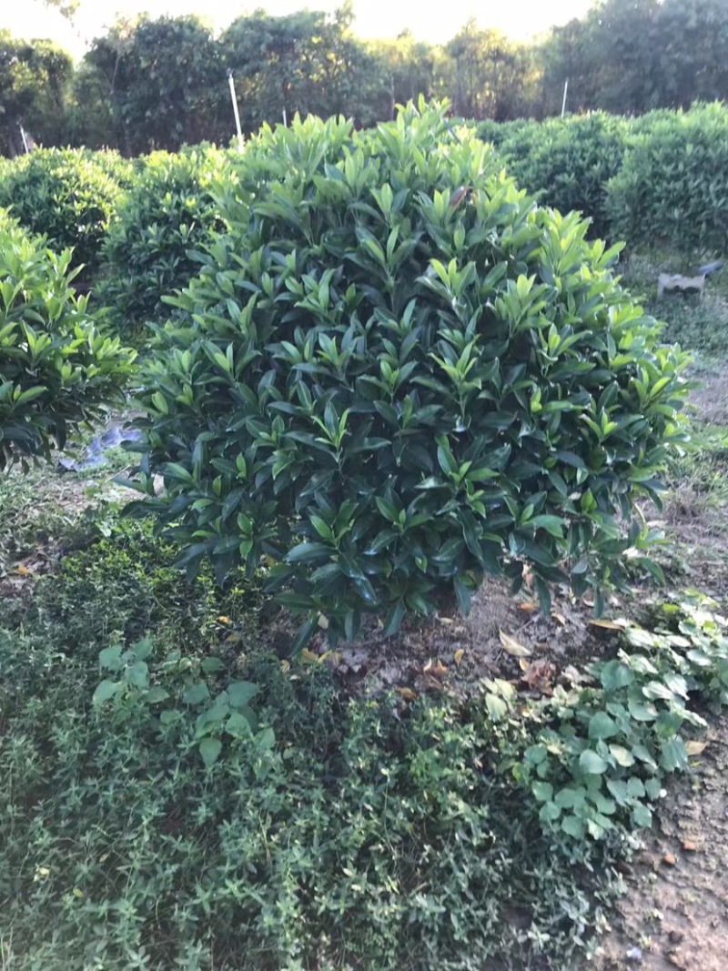 大量非洲茉莉球80至2米高出售