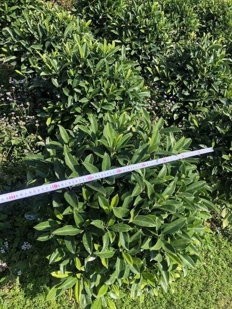 大量非洲茉莉球80至2米高出售