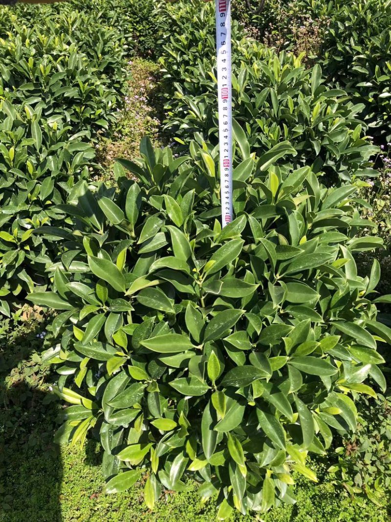 大量非洲茉莉球80至2米高出售