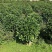 大量非洲茉莉球80至2米高出售