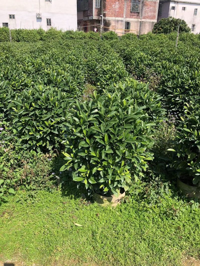 大量非洲茉莉球80至2米高出售