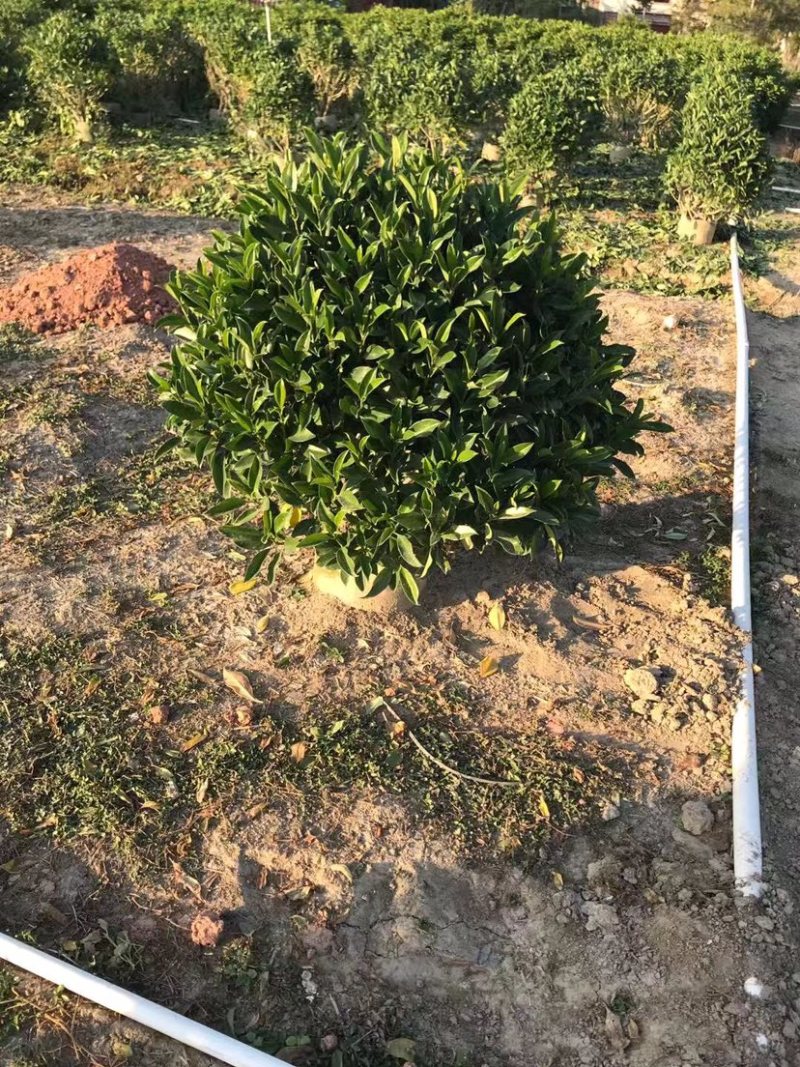 大量非洲茉莉球80至2米高出售